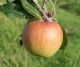 Red Falstaff apple